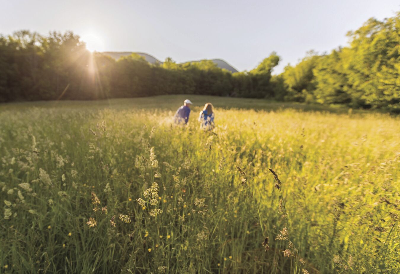 Dundee Community Forest a done deal: Transaction finalized